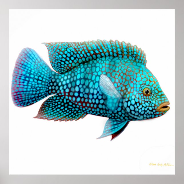 Carpintis Texas Cichlid Poster (Framsidan)