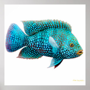 Carpintis Texas Cichlidaffisch Poster