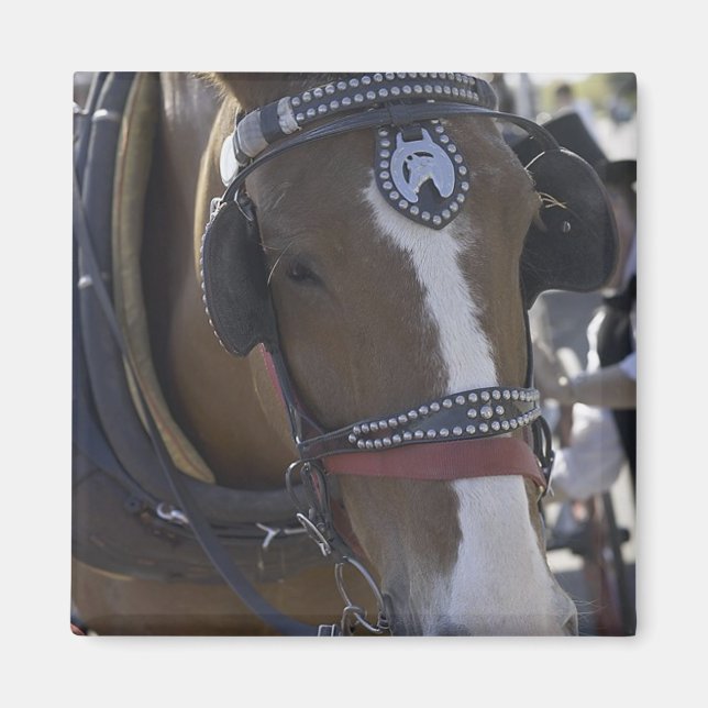 Carriage Horse Magnet (Framsidan)