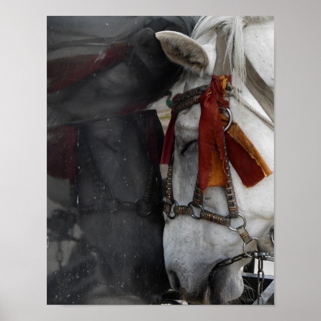Carriage Horse och dess reflektion Poster (Framsidan)