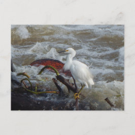 CARRIBEAN BIRD POSTCARD #1 VYKORT