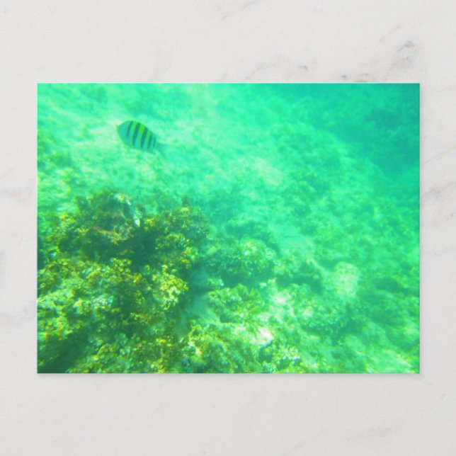 CARRIBEAN POSTCARD 2 VYKORT (Framsida)