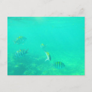 CARRIBEAN SEA #5 POSTCARD VYKORT