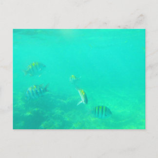 CARRIBEAN SEA #5 POSTCARD VYKORT