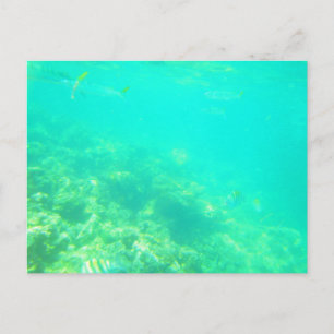 CARRIBEAN SEA POSTCARD 12 VYKORT