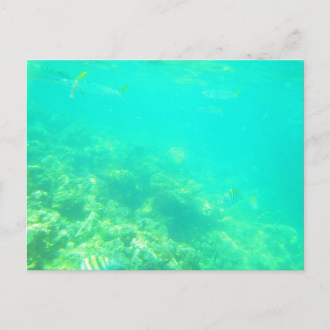 CARRIBEAN SEA POSTCARD 12 VYKORT (Framsida)