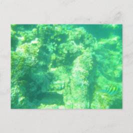 CARRIBEAN SEA POSTCARD 13 VYKORT