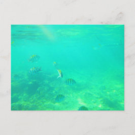 CARRIBEAN SEA POSTCARD 14 VYKORT