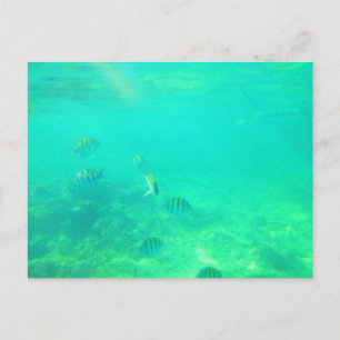 CARRIBEAN SEA POSTCARD 14 VYKORT