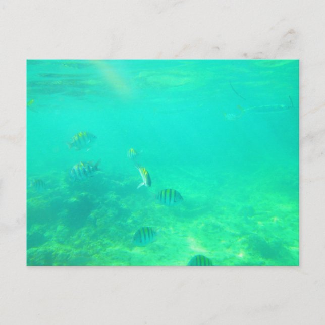 CARRIBEAN SEA POSTCARD 14 VYKORT (Framsida)