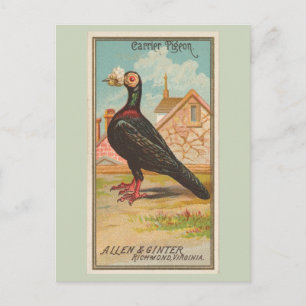 Carrier Pigeon Vykort
