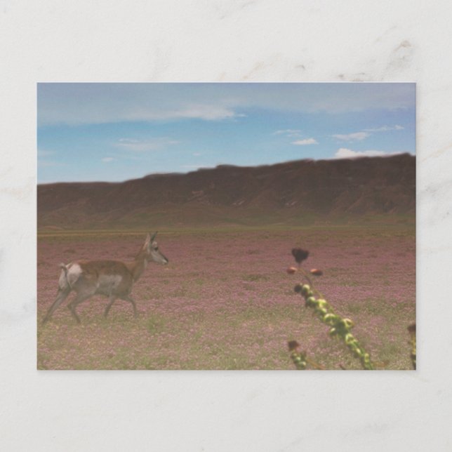 Carrizo Plain National Monument Vykort (Framsida)