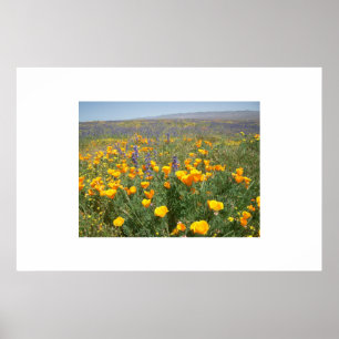 Carrizo Wildblommor Poster