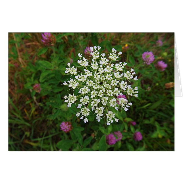 Carrot Blommar OBS Kort (Framsidan Horizontal)