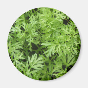 Carrot Toppar Magnet