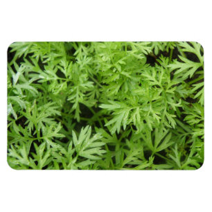 Carrot Toppar Premium Magnet