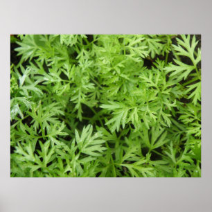 Carrot Toppar Print Poster