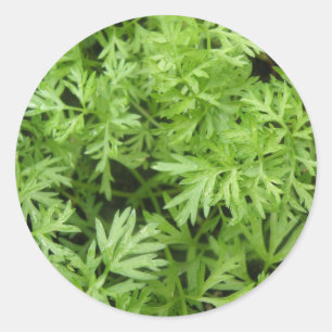Carrot Toppar Stickers Runt Klistermärke