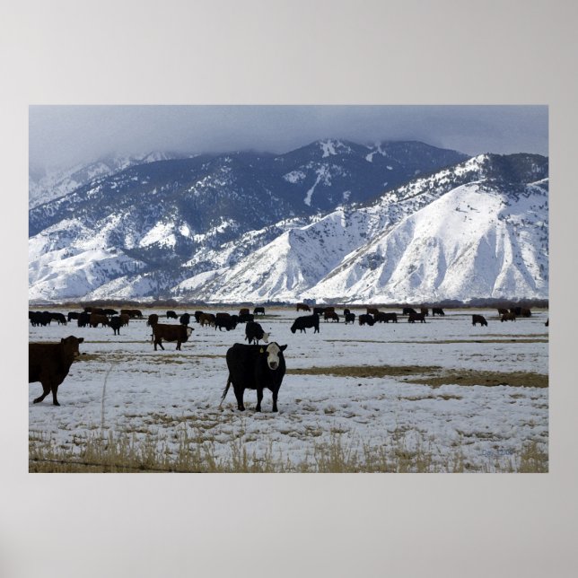 Carson Valley Poster (Framsidan)