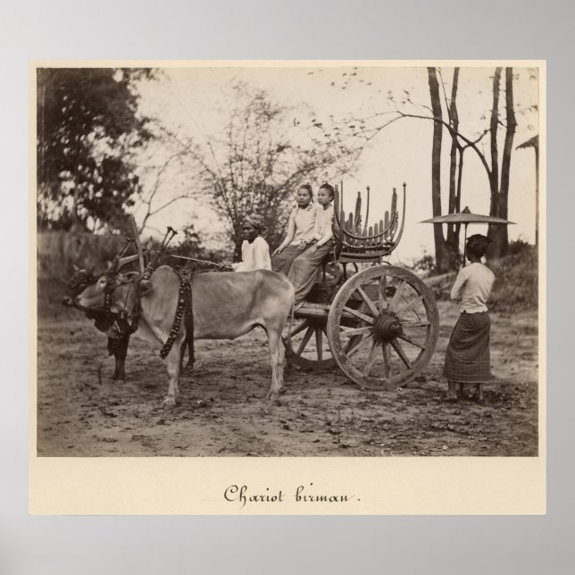 Cart dras av två oxen på Mandalay, Burma Poster (Framsidan)