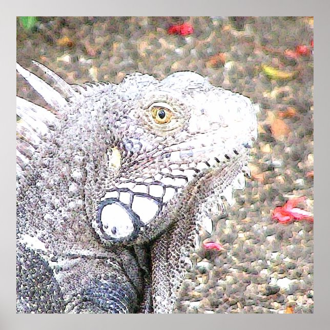 CArt Iguana Poster (Framsidan)