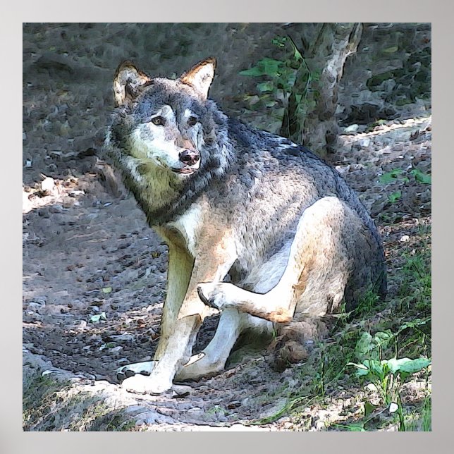 CArt-Varg Poster (Framsidan)