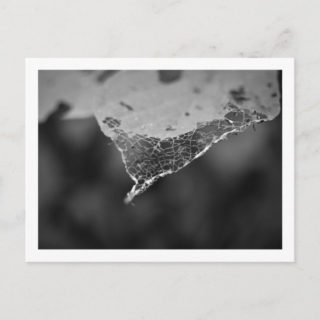 Cartão Postal - Folha teia (Nº1) Vykort (Framsida)