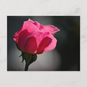 Cartão Postal - Rosa (Casa das Rosas) Nº5 Vykort