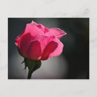 Cartão Postal - Rosa (Casa das Rosas)|Nº5 Vykort