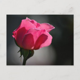 Cartão Postal - Rosa (Casa das Rosas)|Nº5 Vykort