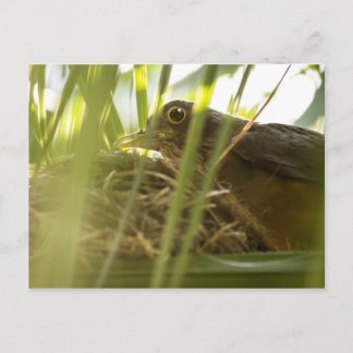 Cartão Postal - Sabiá-Laranjeira | Nº11 Vykort