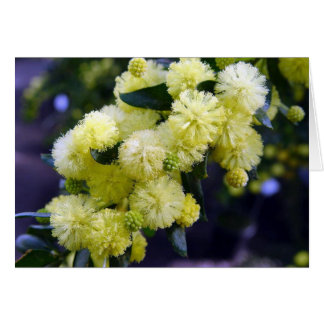 Carte Acacia - Mimosa Hälsningskort