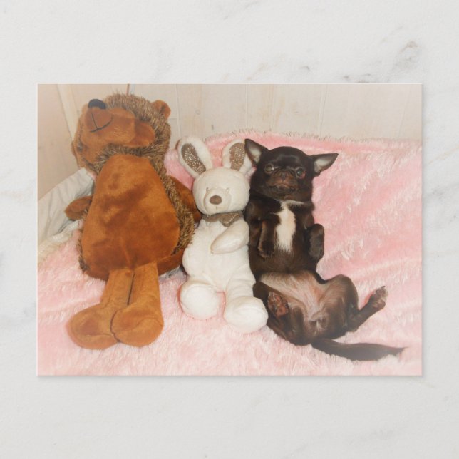 Carte chihuahua marron nounours peluches humor vykort (Framsida)
