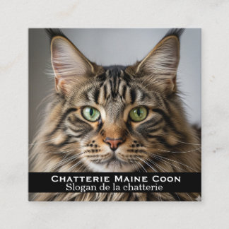 Carte de visite personnalisée Chatterie Maine Coon Fyrkantigt Visitkort