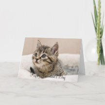 Carte de vœux Happy Valentine's Day chaton tigré