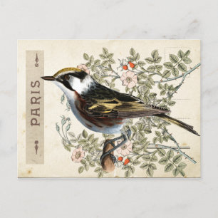 Carte Postale Bird Set 2 av 4 (Paris Ro Bird) Vykort