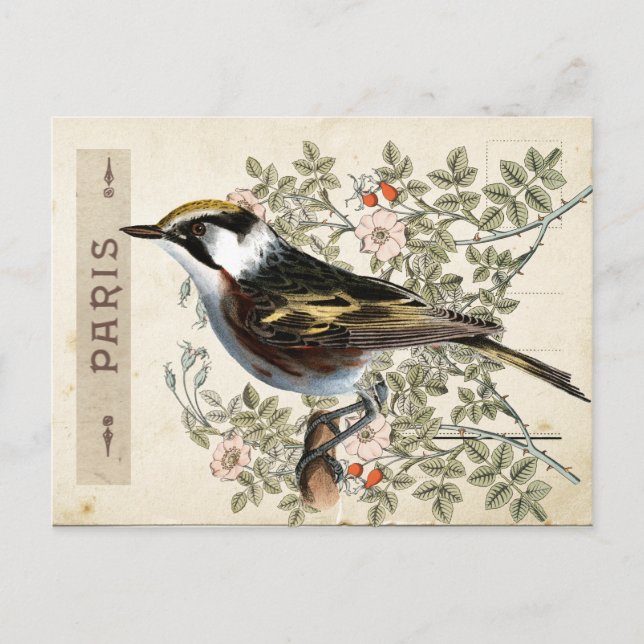 Carte Postale Bird Set 2 av 4 (Paris Ro Bird) Vykort (Framsida)