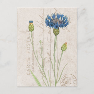Carte Postale Blue Cornblomma Fransk Blommigt Vykort