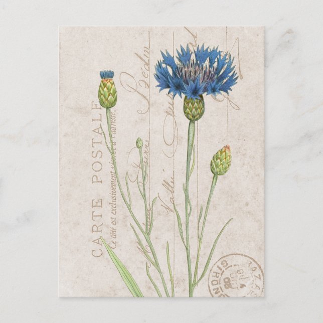 Carte Postale Blue Cornblomma Fransk Blommigt Vykort (Framsida)