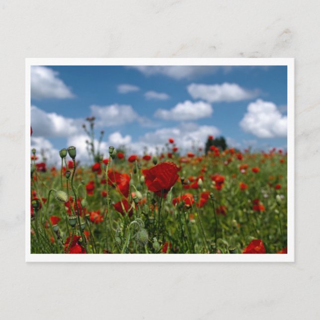 carte postale champs de coquelicot vykort (Framsida)