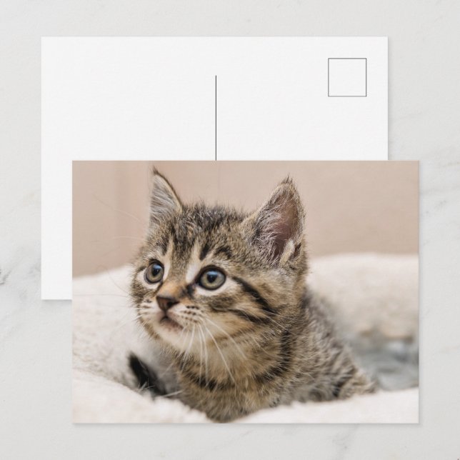 Carte postale chaton tigré vykort (Fram/baksida)