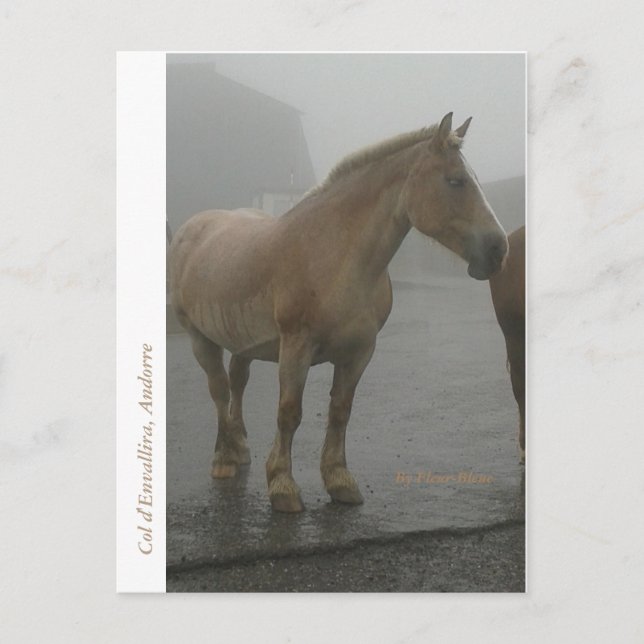 Carte postale cheval sous la pluie vykort (Framsida)