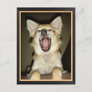 Carte postale chien chihuahua humor vykort