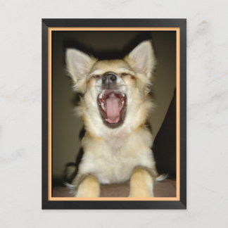 Carte postale chien chihuahua humor vykort