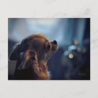 Carte postale , chien chihuahua vykort