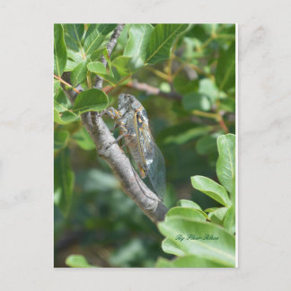 Carte postale cigale vykort