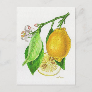 Carte postale Citron « Limonier ferraris » Vykort
