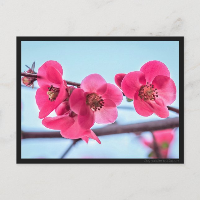 Carte postale Cognassier du Japon Vykort (Framsida)