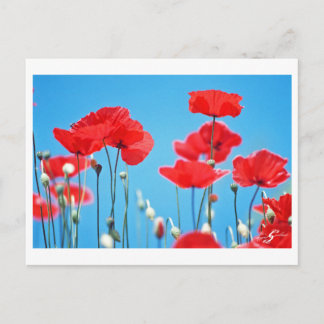 Carte postale Coquelicots de Provence Vykort