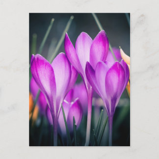 Carte postale Crocus Vykort